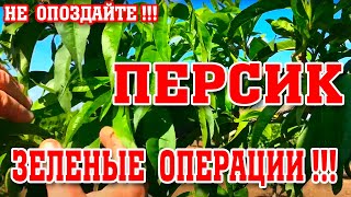 СРОЧНО!!! Зеленые операции на ПЕРСИКЕ/опытный участок