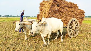 Bullock cart loaded with paddy from field || Traditional Paddy Transport System