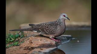 សំលេងសត្វលលកត្រូលពិរោះ / Good sound of spotted dove