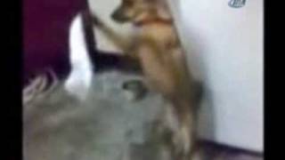 Halay çeken köpeğe inanamayacaksınız