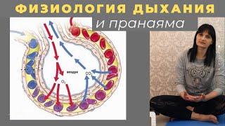 Физиология дыхания. пранаяма. Стык науки и йоги.