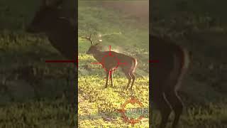 The 6.5 Needmoor⁉️#deerhunting #scopecam #caceria #शिकार #hunting #hindi #viral #shorts