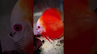 discus cá dĩa red Sinh sản #saigoncacanh #cacanh #aquarium #cacanh246 #fish #fishing #cacloaica