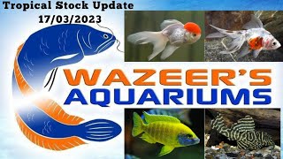 Tropical Stock Update 17/03/2023