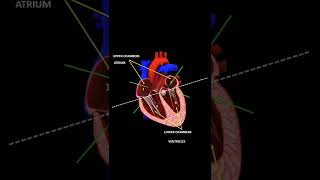 Parts of our Heart #shorts #heart @TheXplanator