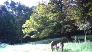 Bucks Battling at Old School Farm