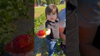 Strawberry Picking - First time with 16 month old - his reaction!😘 #shortsfeed #strawberry #family