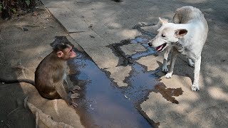 प्यासा बंदर फर्श पर पड़ा पानी पी रहा है || Thirsty Monkey sucking water on floor #monkey #bandar