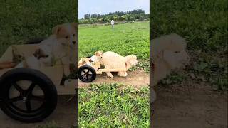 Cutest Cart-Pushing Team  Dog Supports Lamb in Pet Performance #shorts