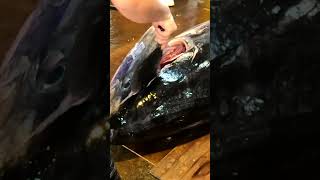 485kg Super Giant Bluefin Tuna Expertly Cut with Unbelievable Cutting Skill in Less Than 1 Minutes