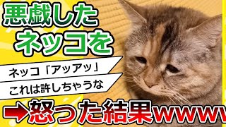 【2ch動物スレ】イタズラしたネッコを怒った結果➡反省しすぎwww