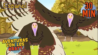 EL PAVO SALVAJE | Thanksgiving para Niños | Aventuras con los Kratt | 9 Story Kids en Español