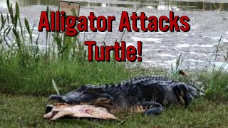 Alligator Eating a Turtle in Florida