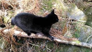 Adventure of cats Leo and Mini near the river:) Norway / Приключение котов Лео и Мини:) Норвегия