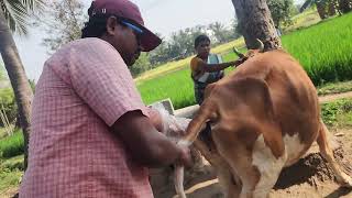 CBJ Cow Artificial Insemination & Cow  Pregnancy verification.