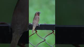 Scaly Breasted Munia