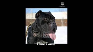 cane corso dog breed #WhatsApp status.