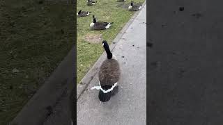 Cannon Hill Park in Birmingham uk 🇬🇧 🦆🦆🦆🦆🦆🦆🦆🦆