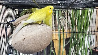 Budgies daily routine, budgies sounds,  austrailian parrot