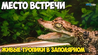 МЕСТО ВСТРЕЧИ| Живые тропики в Заполярном