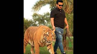 Big Tiger Walks In Chain | Nouman Hassan