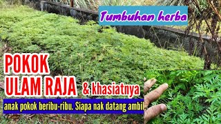 POKOK ULAM RAJA & KHASIAT | Anak pokok beribu-ribu....