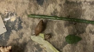 Snail cam big and small eating lettuce