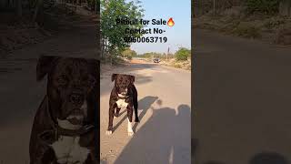 Pitbull for Sale ||Cheapest Dog🔥 #trending #ambully #pitbulldog #trendingshorts #dog#ritikdogkennel