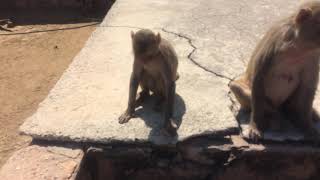 Feeding monkeys in Agra India