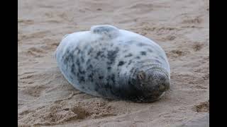 Seals at Waxham and Horsey Beach.