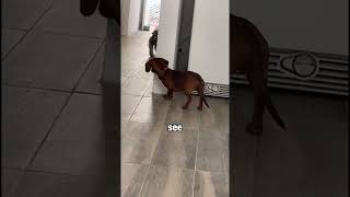 The Smartest Dog Ambush!🧐🧐 #shorts