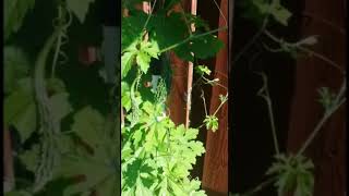 Bitter Gourd#gardeningideas#kalerla#backyardgardening#summervibes