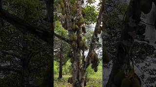 Cempedak berbuah lebat