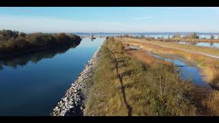 Dji Mini 2 im Herbst mit Amy Spazieren am Rhein