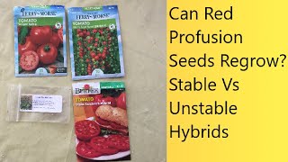 (Video 34) Stable vs Unstable Hybrid Seeds | Red Profusion Hybrid Test | Heirlooms vs Hybrids.