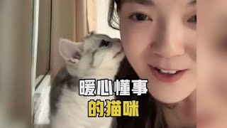 那些暖心懂事的猫咪，怎么会有这么懂事的小猫咪呀#猫咪