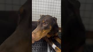 Doberman con posible fractura de tibia