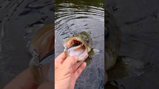 Murray cod Vibe #fish #shorts #fishing #murraycod #lurefishing #catchandrelease  #adventure