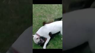 Doberman vs Bull terrier ¿cuál es el más Poderoso?