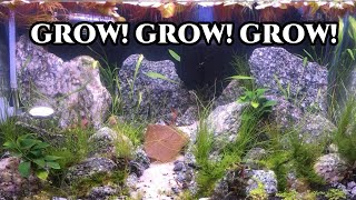 5 Gallon NANO Shrimp Tank 2 week update | Things are GROWING!