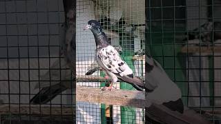 31 August 2024 #pigeon #kabootar #breeding #nationalholiday