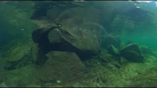 #360video: River Snorkeling in the South Fork of the Snoqualmie