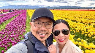 Roozengaarde Skagit Valley Tulip Festival 2023 Walking Tour 🌷