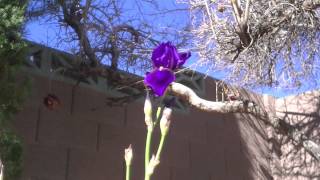 Time-lapse opening of a Bearded iris