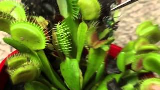 Feeding My New Venus Fly Trap