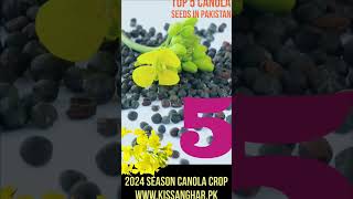 Top Five Canola Seed in Pakistan | available at www.kissanghar.pk | #hyola #canola #kisanghar