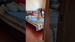 Doggy dances in Zindagi mast he Bhai by Emiway Bantai