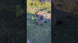 Chubby Himalayan Marmot Eating Cabbage So Adorable #marmot #cutemarmots #animals #cuteanimals