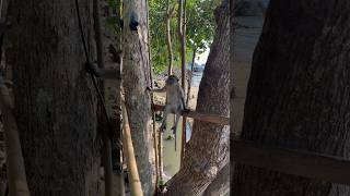 Krabi. Monkey Trail🐒 Thailand | Обезьянья тропа. Краби, Таиланд #thailand #krabi #monkey #краби