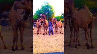 Camels || in desert Thar ||#camels #desertanimals #camelsofdesert #thardesert # #thardesert